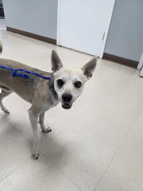 A young small-sized male Chihuahua dog named Prince for adoption in Killeen, TX