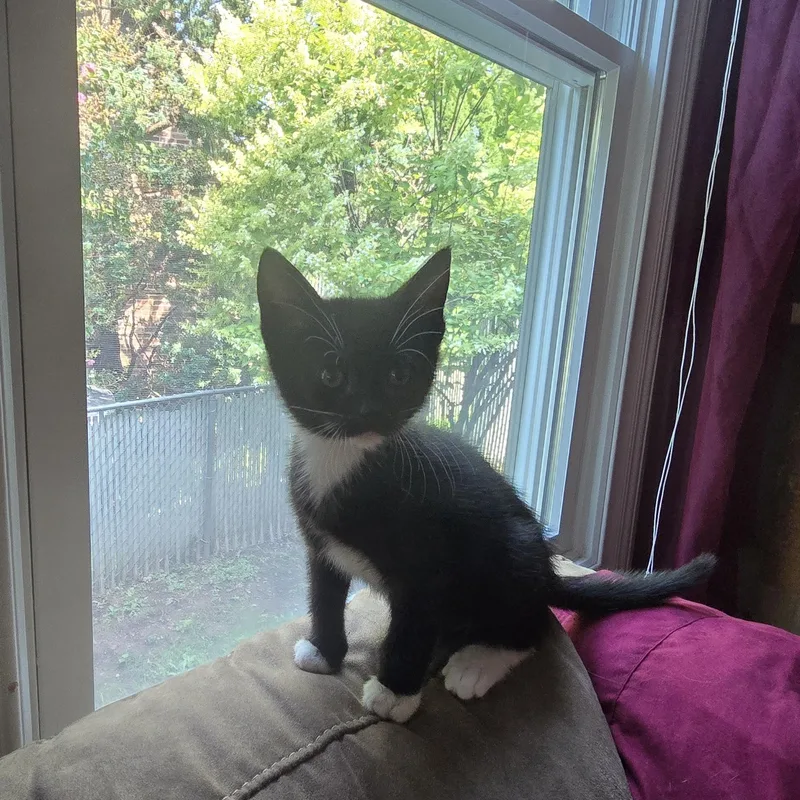 A baby medium-sized male Black & White / Tuxedo Tuxedo cat named Roy for adoption in Woodbridge, NJ