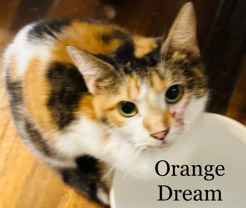 Orange Dream Lap Cat