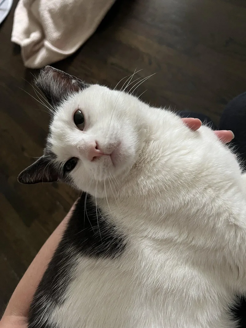 An adult medium-sized male Gray & White Domestic Short Hair cat named Hojicha for adoption in Brooklyn, NY