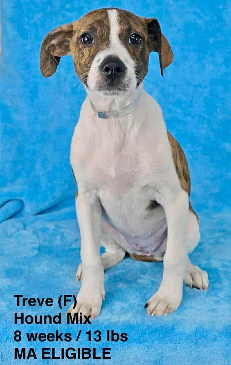 A young large-sized female Hound dog named Treve for adoption in Pomfret Center, CT