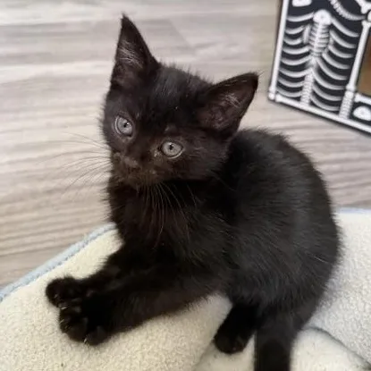 A baby medium-sized male Black Domestic Short Hair cat named Homer for adoption in Richmond, VA