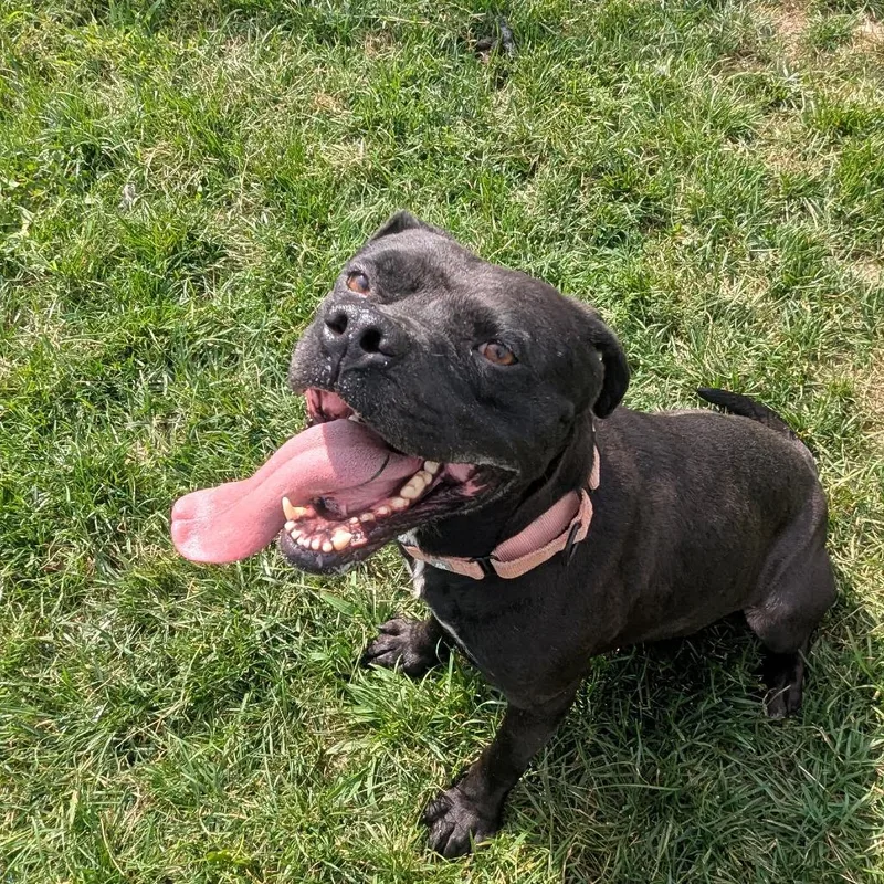 An adult medium-sized male Black Staffordshire Bull Terrier dog named Forrest for adoption in Harrisonburg, VA