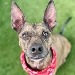 Sugar Pie thumbnail 2