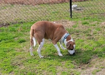 A baby medium-sized female Terrier dog named Suzie for adoption in Conway, SC