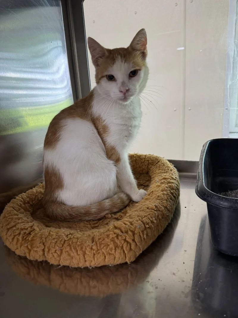 An adult medium-sized male Orange & White Domestic Short Hair cat named Houdini for adoption in Austin, MN