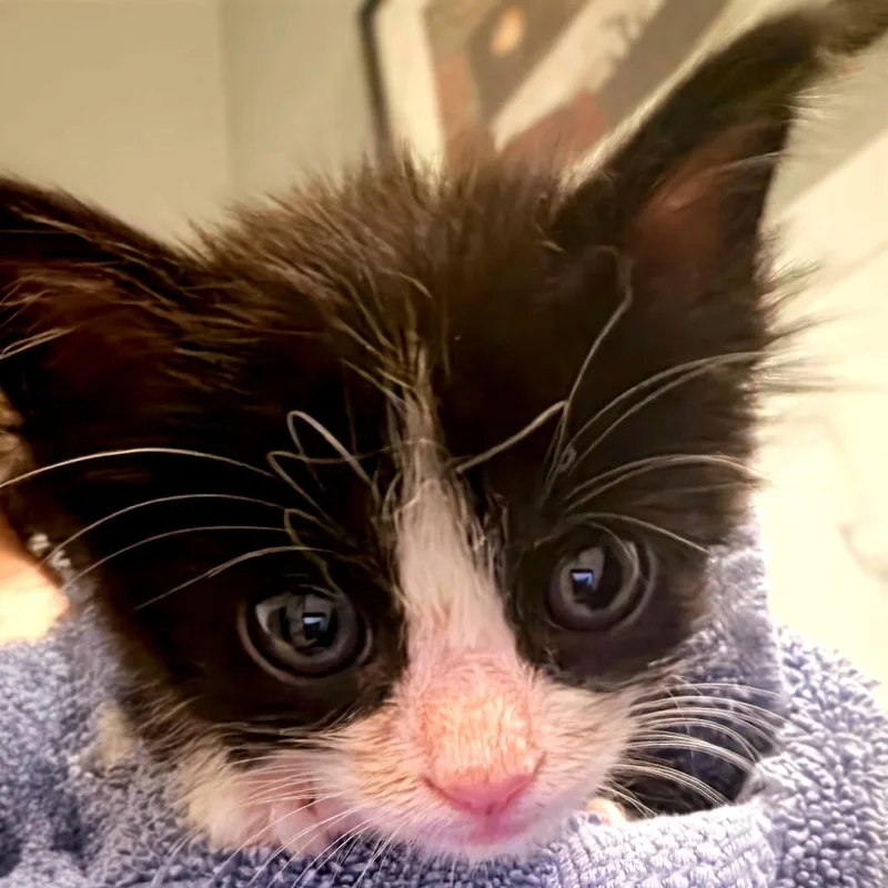 A baby small-sized female Black Domestic Short Hair cat named Oblina for adoption in Parkland, FL