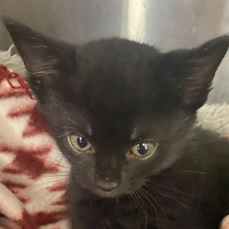 Daisy