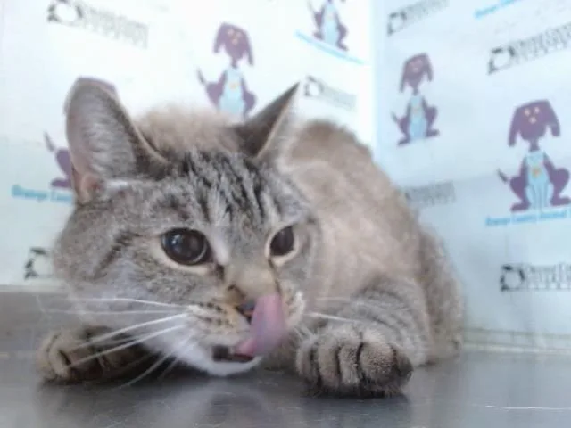An adult small-sized male Domestic Short Hair cat named Blue for adoption in Orlando, FL
