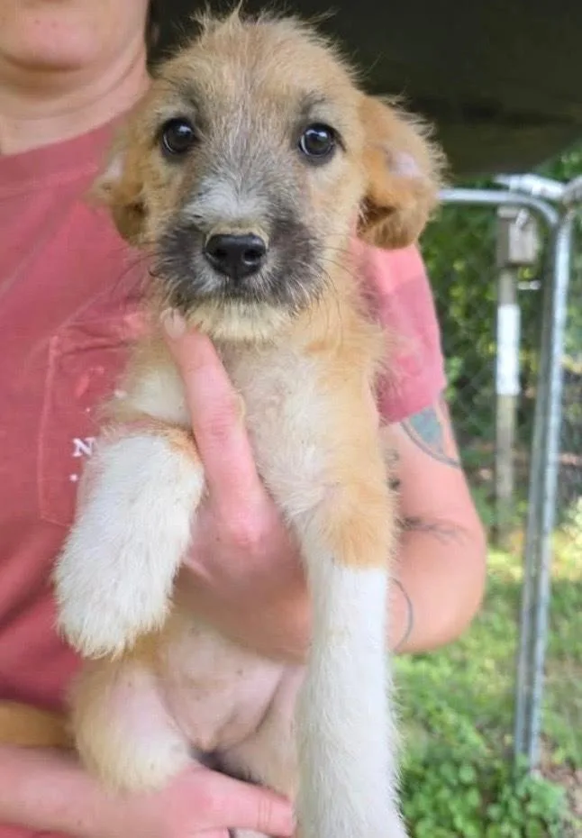 Blonde Kelsey Litter thumbnail 2