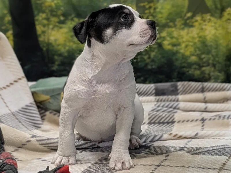 Lucrezia thumbnail 3