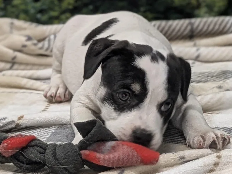 Lucrezia thumbnail 5