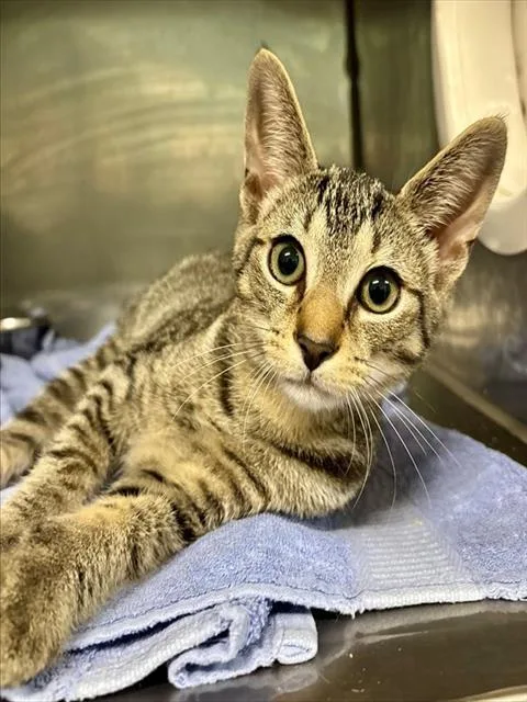 A baby small-sized male Domestic Short Hair cat named Abel for adoption in York, SC