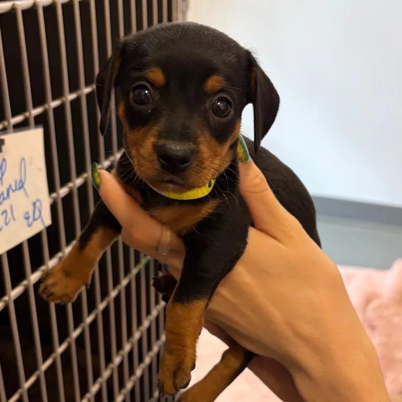 A baby small-sized female Dachshund dog named Ruby for adoption in Austin, TX