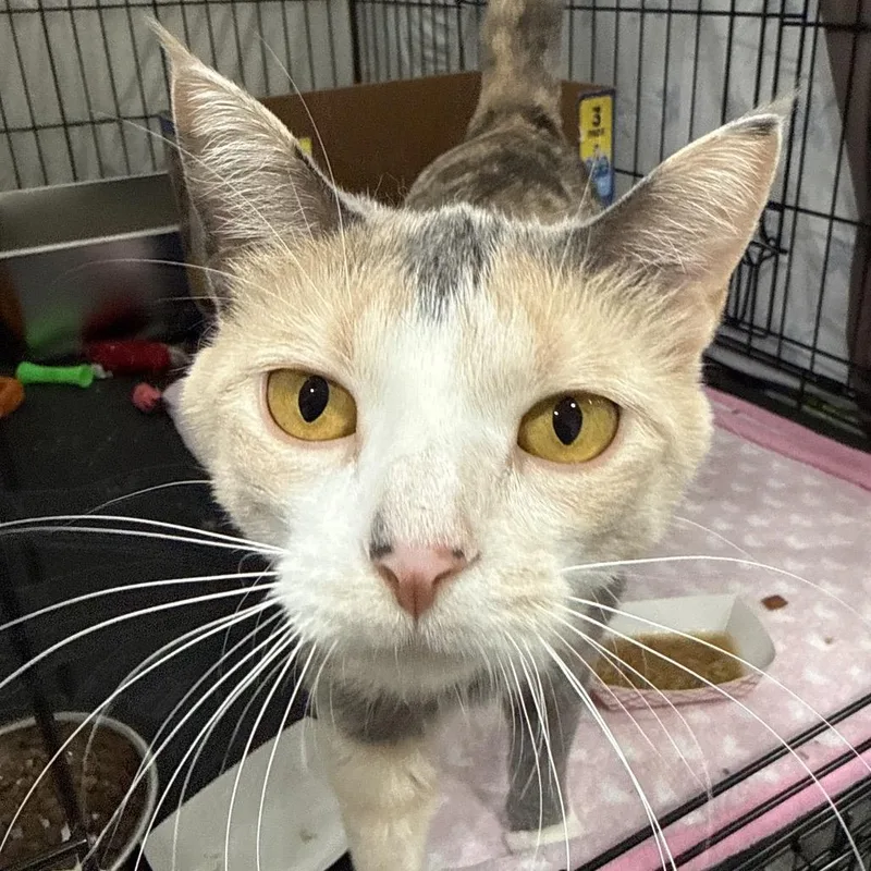 An adult large-sized female Smoke Domestic Short Hair cat named Thelma for adoption in Bismarck, ND