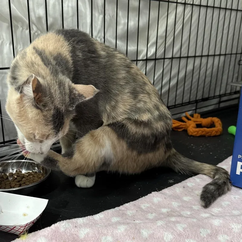 Thelma thumbnail 3