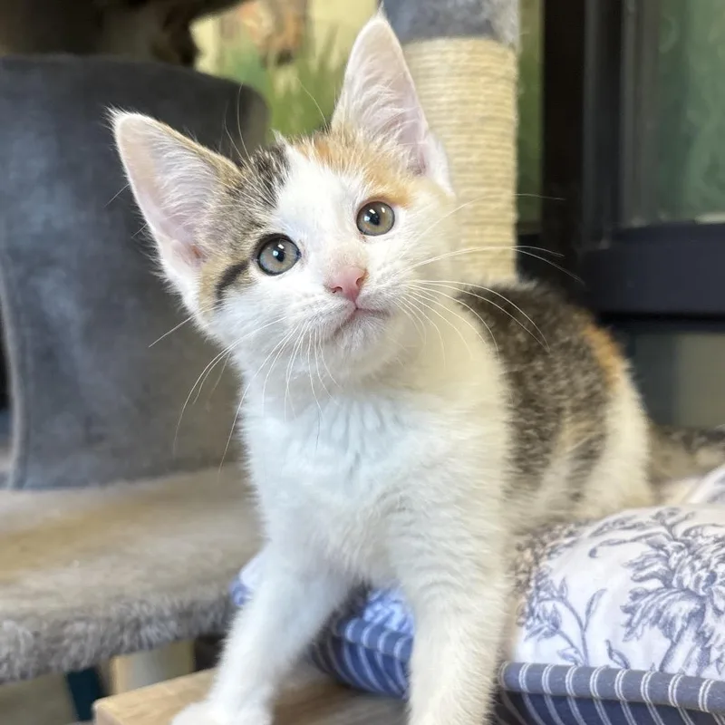 A baby small-sized female Calico Domestic Short Hair cat named Cappuccino for adoption in Naperville, IL