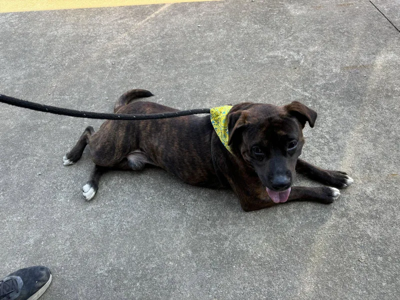 An adult medium-sized male American Staffordshire Terrier dog named Atticus Finch for adoption in New Martinsville, WV