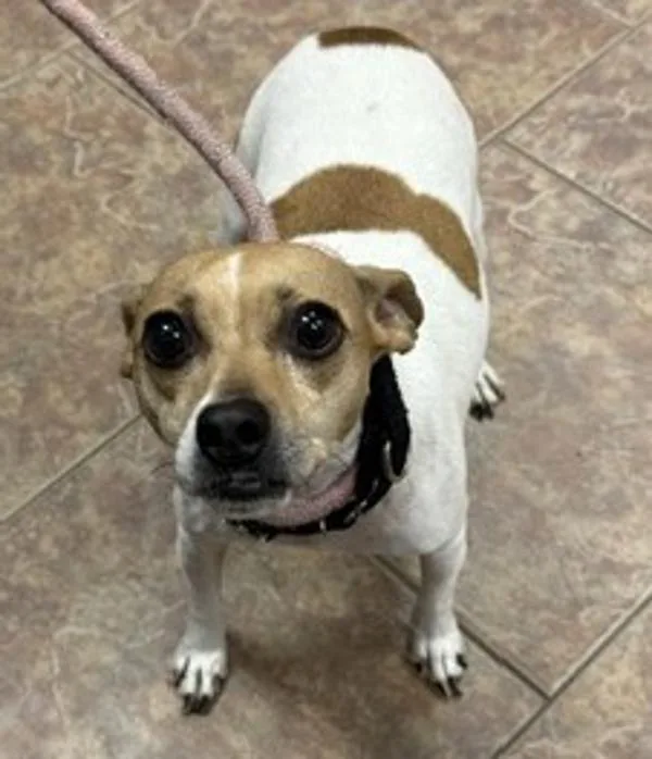 A senior small-sized female Jack Russell Terrier dog named Tikki for adoption in Littleton, CO