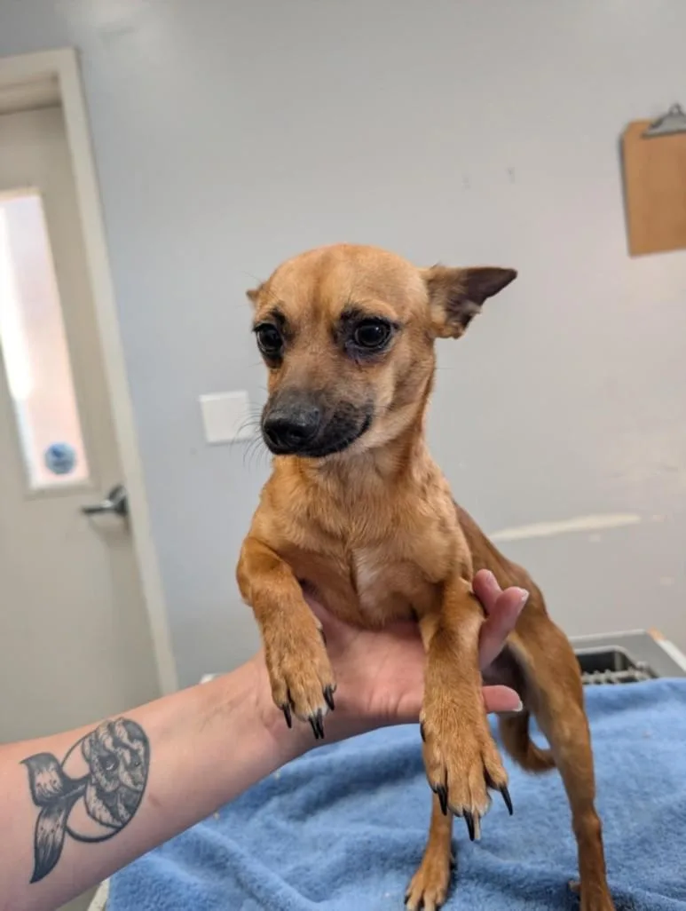 A young small-sized male Chihuahua dog named A for adoption in Olivehurst, CA