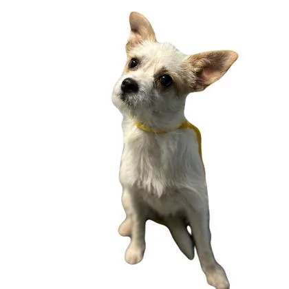 A young small-sized female Terrier dog named Mouse for adoption in Red Bluff, CA