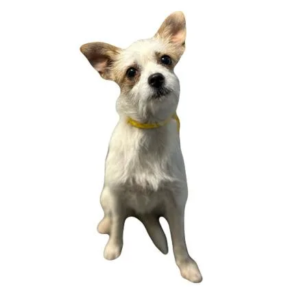 Mouse thumbnail 2