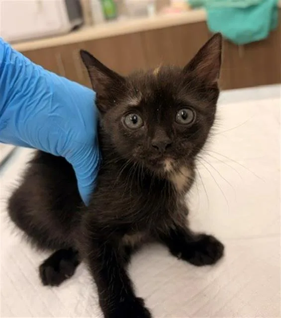 A baby small-sized female Domestic Short Hair cat named Maki for adoption in Baytown, TX