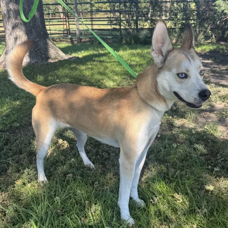 A young medium-sized female Yellow / Tan / Blond / Fawn Husky dog named Mila for adoption in Lexington, NE