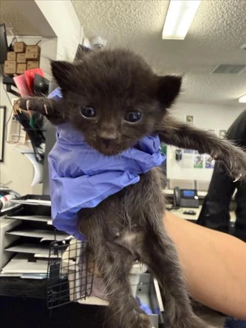 A baby small-sized female Black Domestic Short Hair cat named Nori for adoption in Woodland, CA