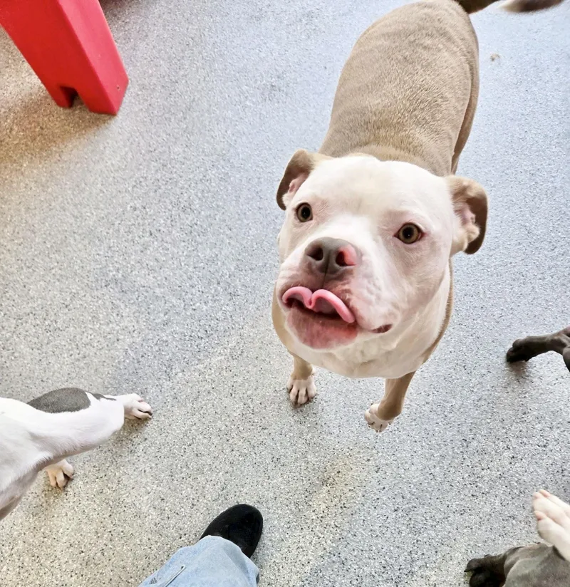 Billy Bob thumbnail 2