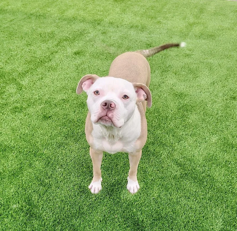 Billy Bob thumbnail 3