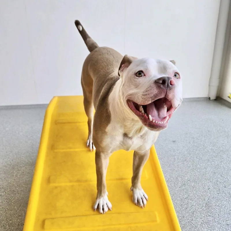 Billy Bob thumbnail 4