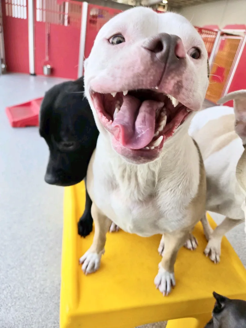 Billy Bob thumbnail 6