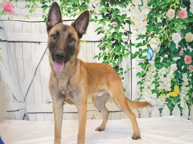 A young medium-sized male German Shepherd Dog dog named Tracker for adoption in Oroville, CA