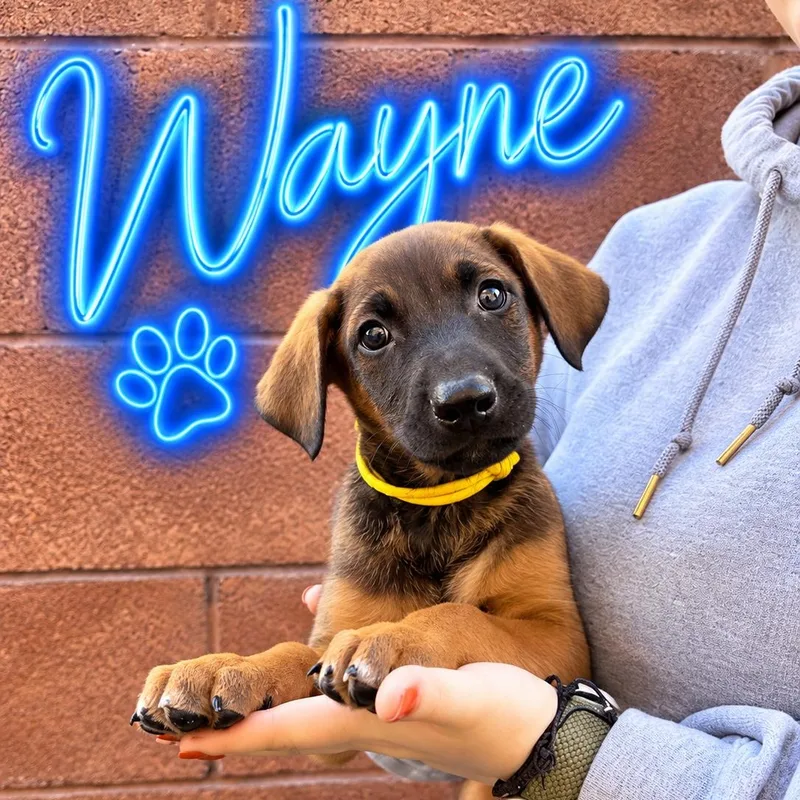 A baby medium-sized male Doberman Pinscher dog named Wayne for adoption in Henderson, NV