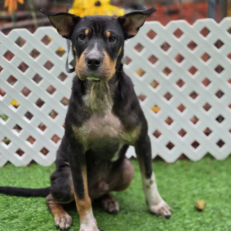 A baby medium-sized male Tricolor (Brown, Black, & White) Shar-Pei dog named Pace for adoption in Blairstown, NJ