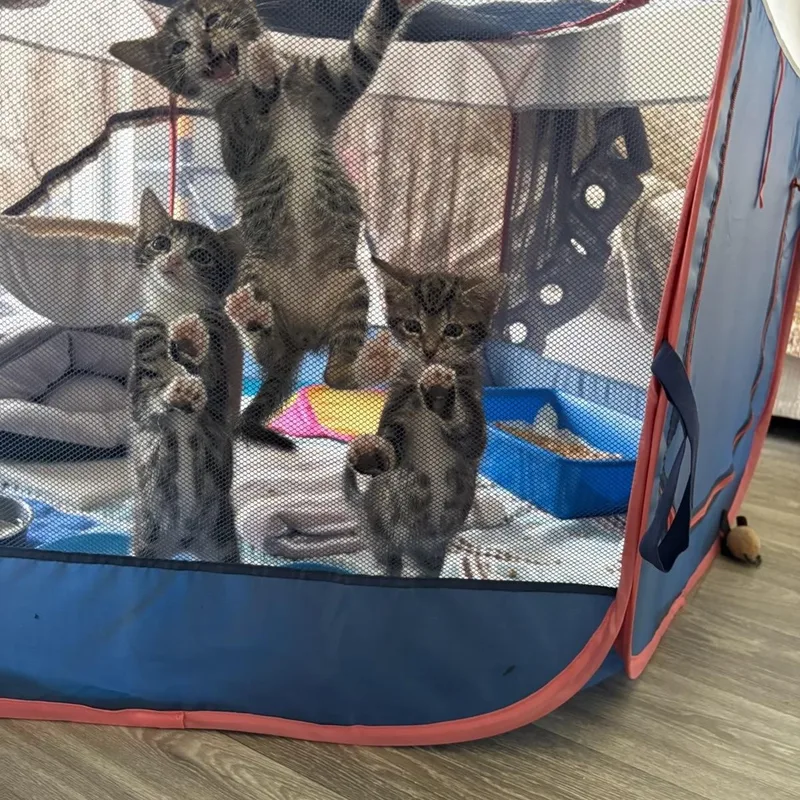 A baby small-sized male Tabby (Brown / Chocolate) Domestic Short Hair cat named Rubin & Annette Bonded for adoption in Boca Raton, FL