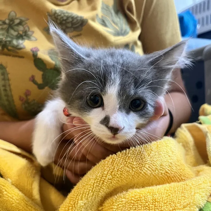 A baby small-sized male Gray / Blue / Silver Domestic Short Hair cat named Gavin for adoption in Sarasota, FL