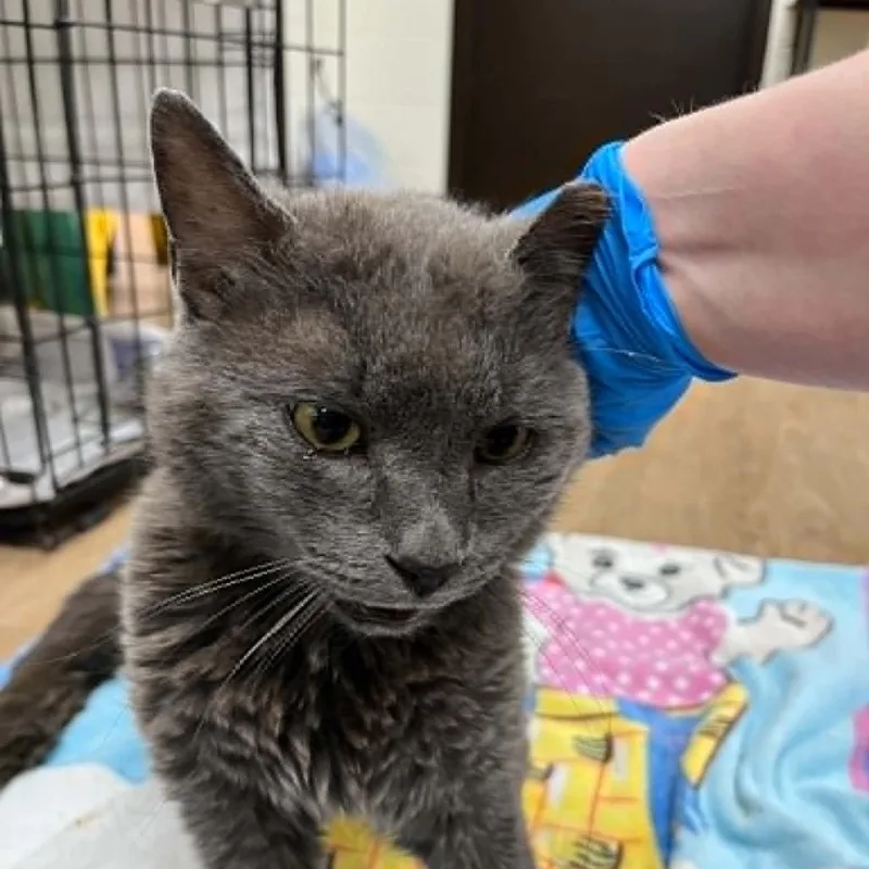 A senior medium-sized male Gray / Blue / Silver Domestic Short Hair cat named Svasstray for adoption in Lyndhurst, VA