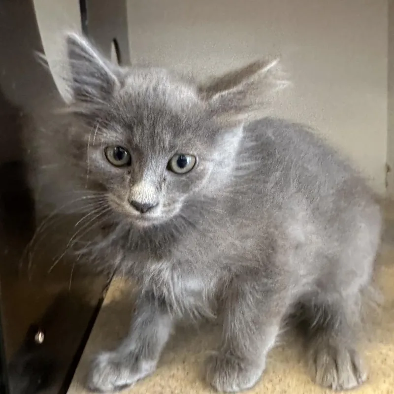 A baby small-sized female Domestic Medium Hair cat named Emperor Goose for adoption in Park City, UT