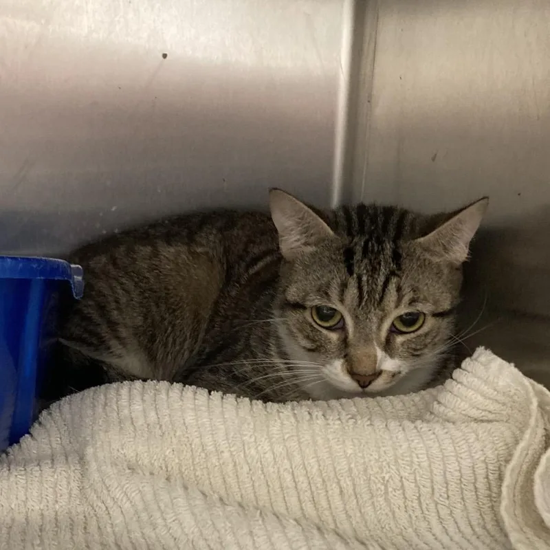 An adult medium-sized female Gray / Blue / Silver Domestic Short Hair cat named Darla for adoption in Blue Ridge, GA