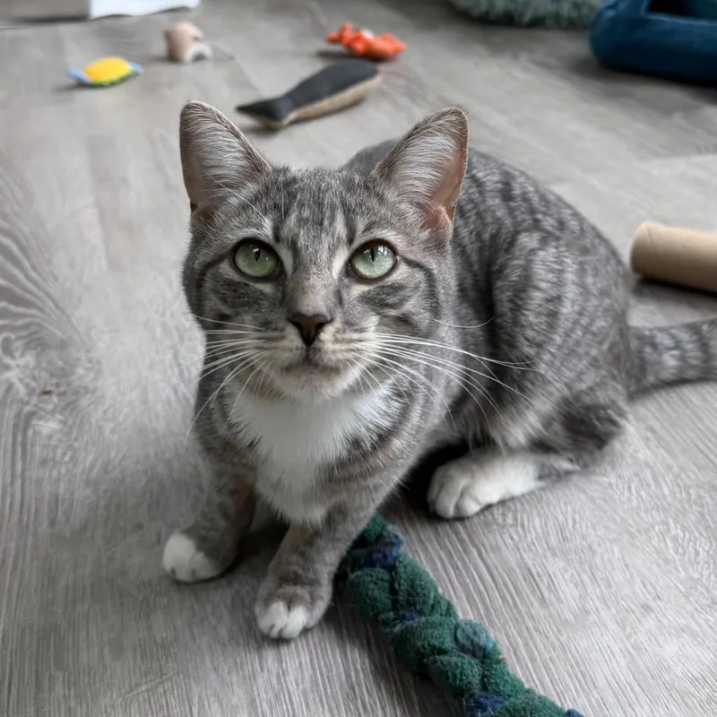 A baby medium-sized female Domestic Short Hair cat named Bernice for adoption in State College, PA