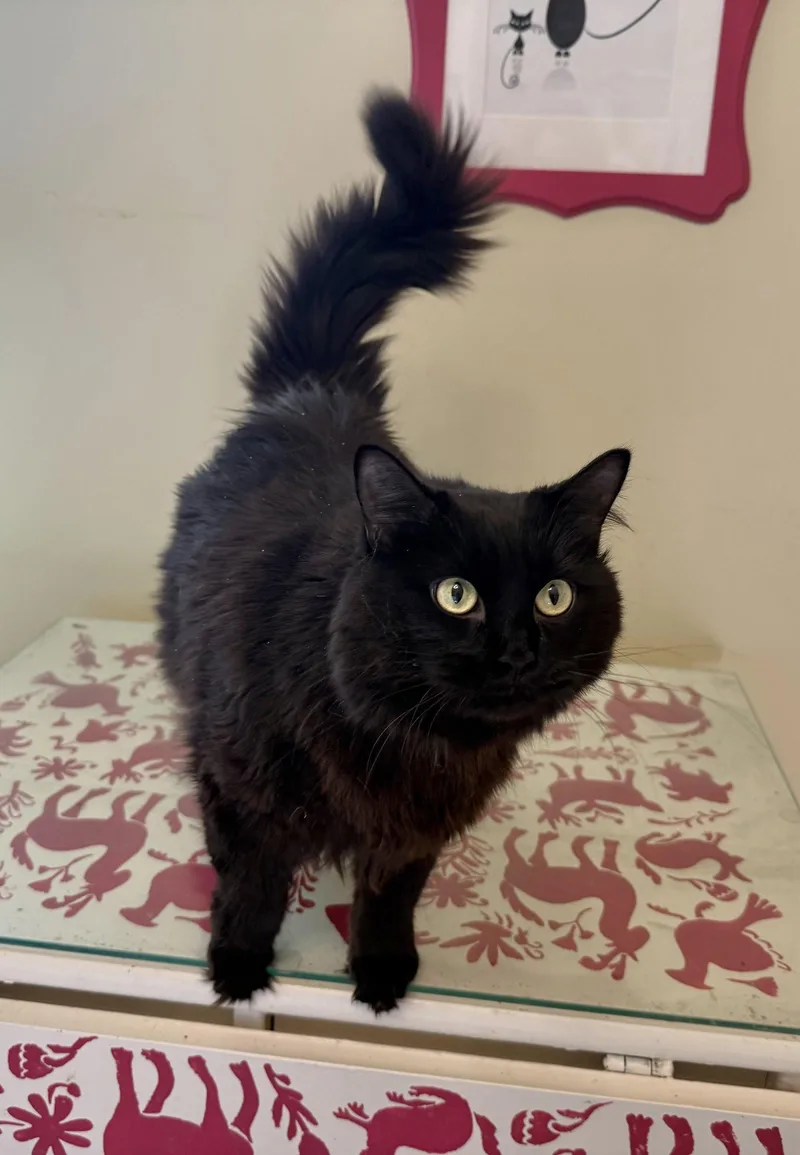 An adult extra large-sized female Maine Coon cat named Hera for adoption in Hockessin, DE