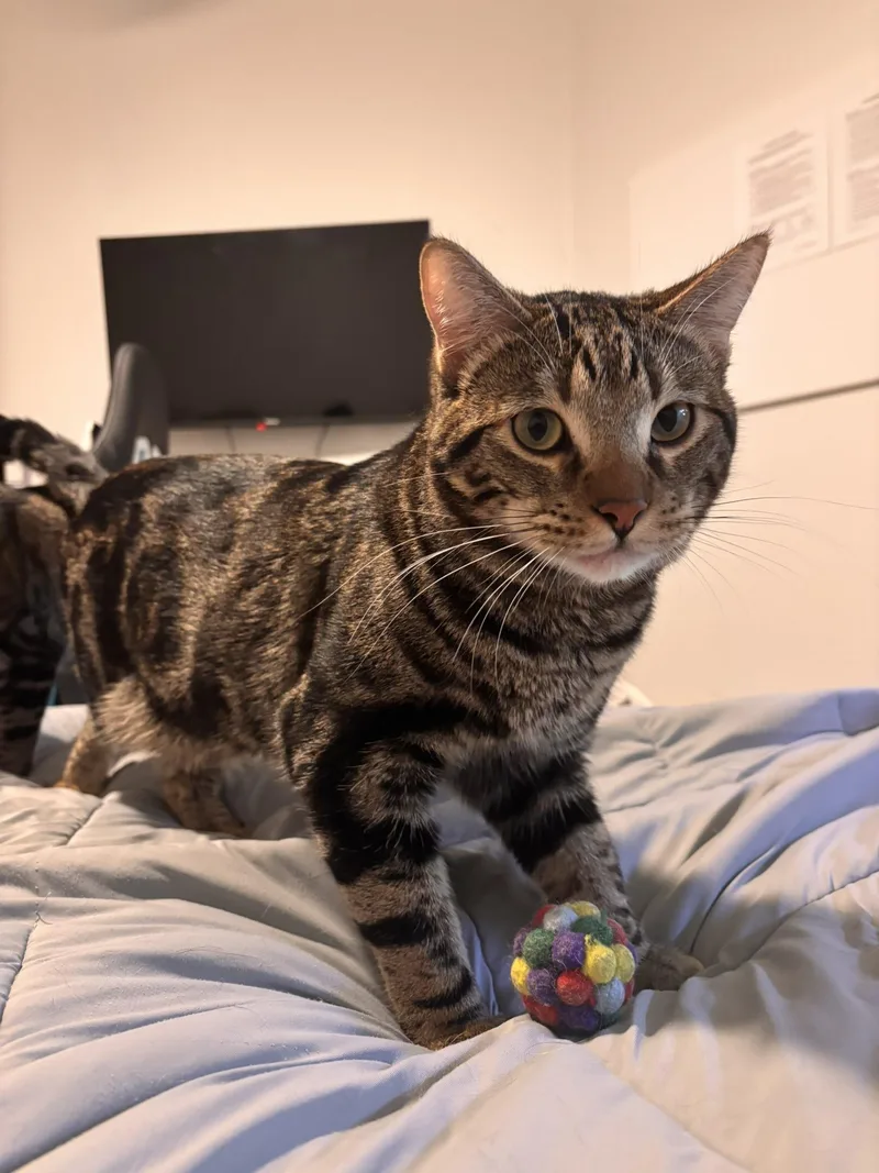 Fitz & Figi thumbnail 2