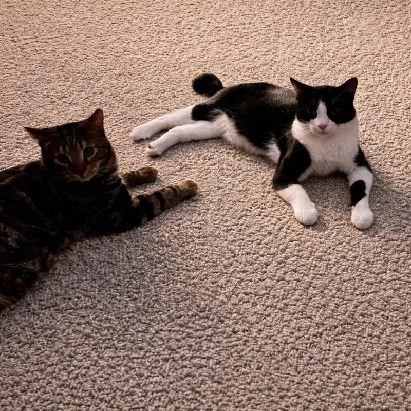 Fitz & Figi thumbnail 4