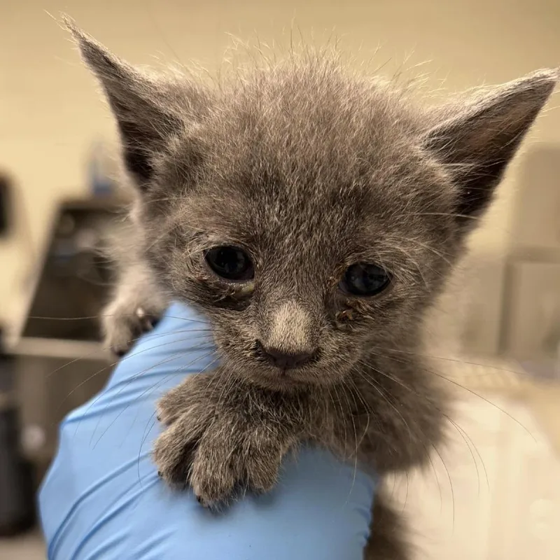 A baby small-sized male Gray / Blue / Silver Domestic Short Hair cat named Flip for adoption in Bastrop, TX