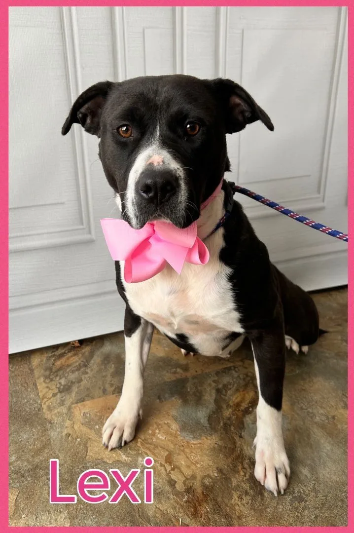 Lexi