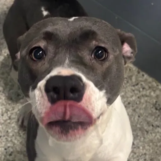 An adult medium-sized female Gray / Blue / Silver Pit Bull Terrier dog named Luna for adoption in Yorkville, IL