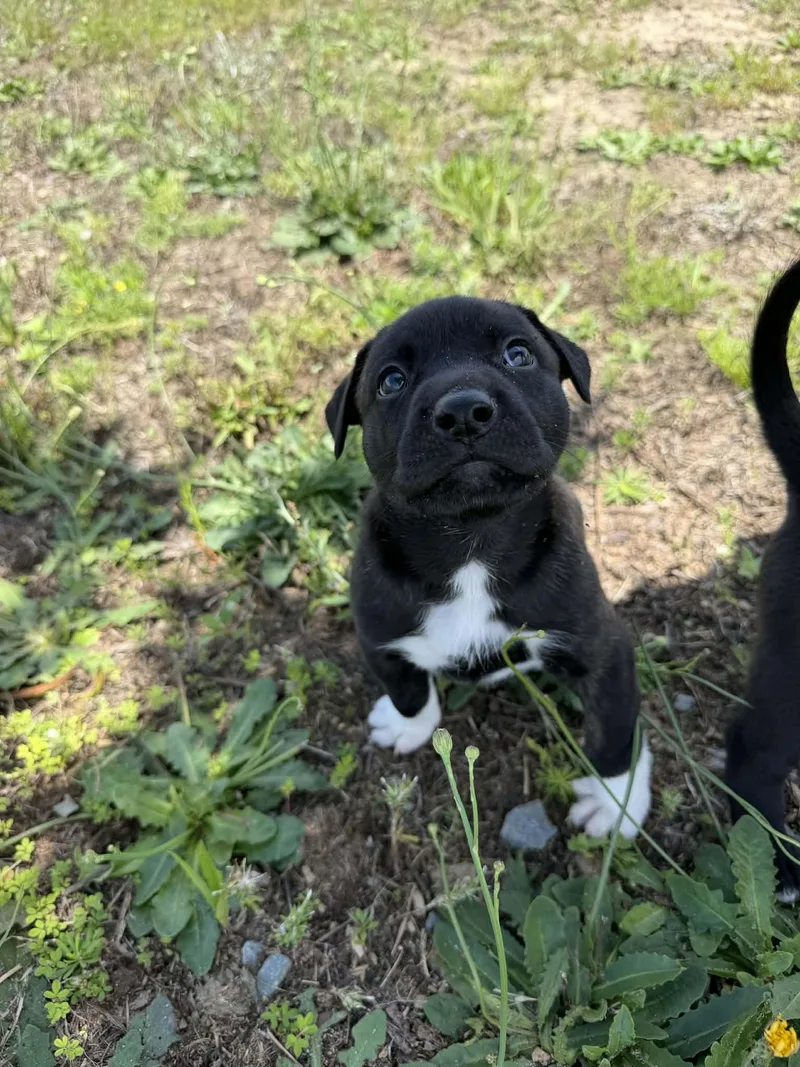 A baby medium-sized male American Staffordshire Terrier dog named Tucker for adoption in Holly Springs, NC