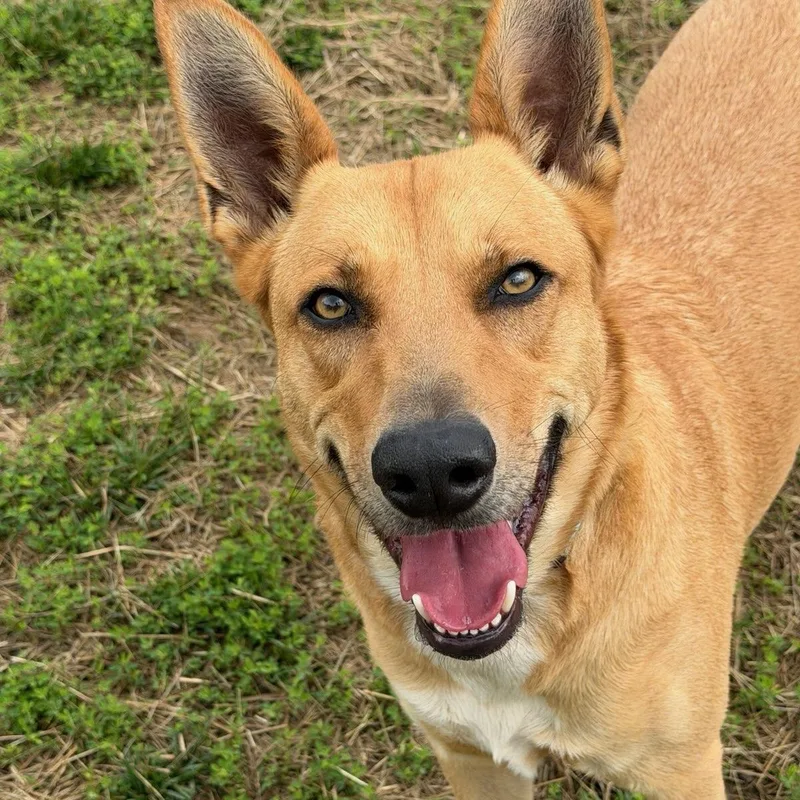 A young large-sized male Yellow / Tan / Blond / Fawn German Shepherd Dog dog named Chico for adoption in Manassas, VA